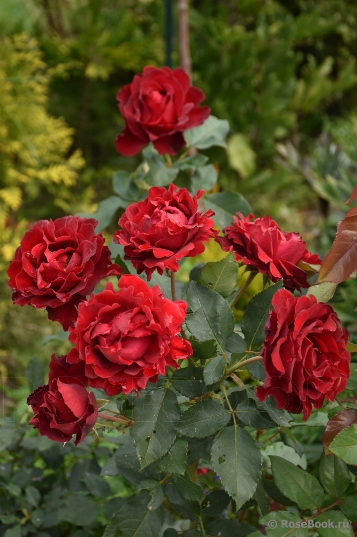 Купить Розы Омэж э Барбара в Липецке недорого