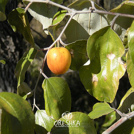 Moorish jujube — 5 seeds