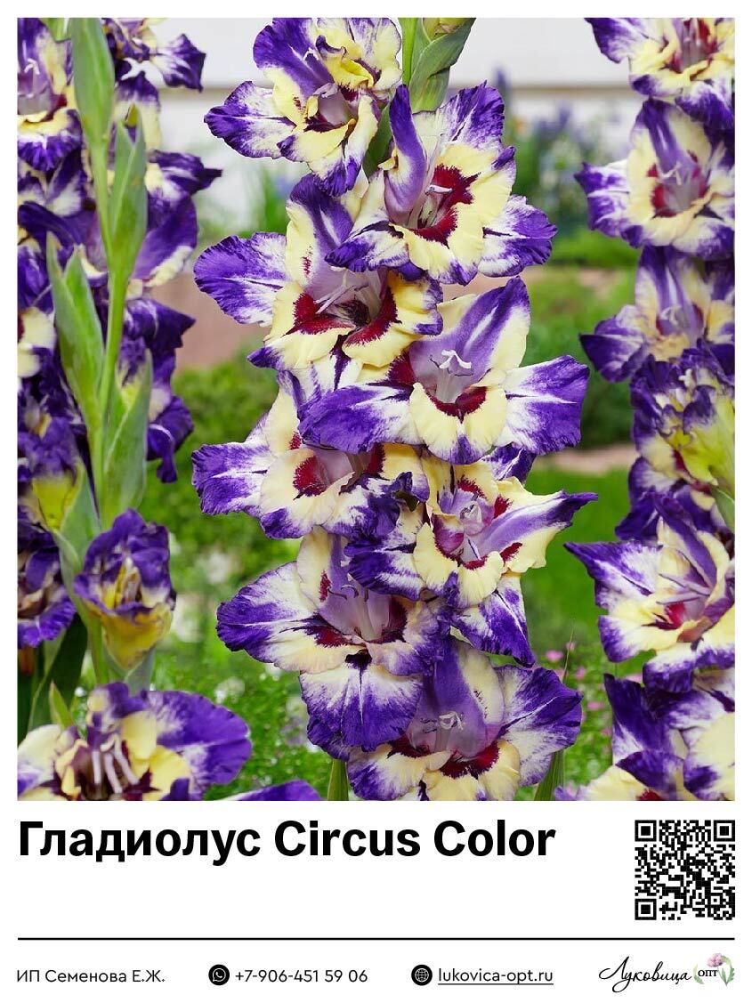 Гладиолус Circus Color 5 шт