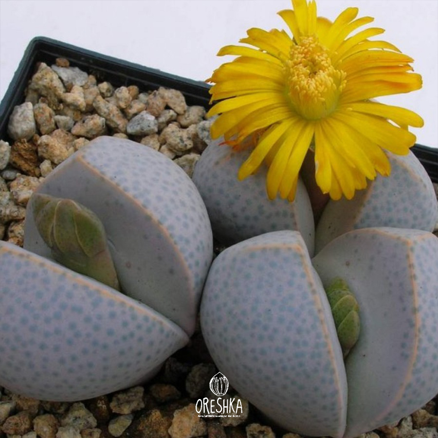 Seeds of Succulent Dinteranthus microspermus v.puberulus CH 1949 (Dinteranthus microspermus v.puberulus CH 1949) — 10 pcs