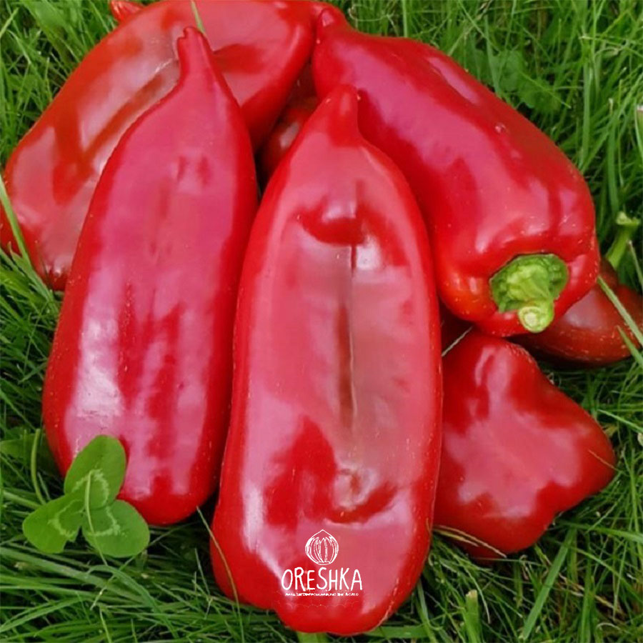 Seeds of Sweet pepper Hisarska kapia red (Capsicum) — 5 pcs