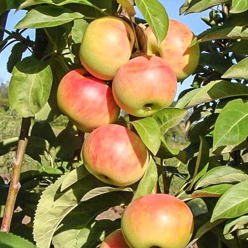 Яблоня колоновидная Московское Ожерелье