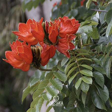 Spathodea campanulata seed capsule dry pod winged seeds wind dispersal