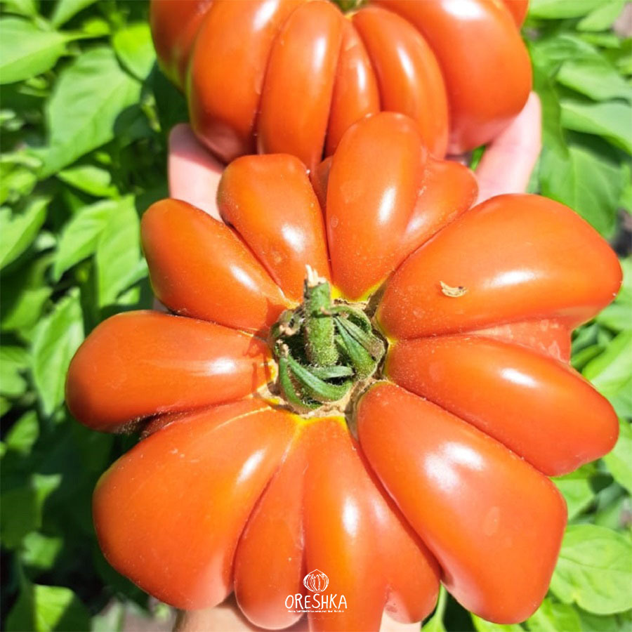 Seeds of Tomato Fleur de Reagir (solanum lycopersicum) — 10 pcs