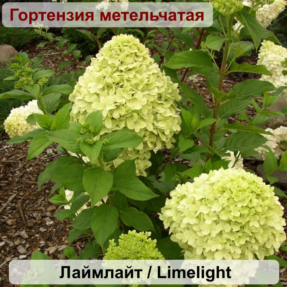 Сорт гортензии лайм лайт. Сорт гортензии лайм лайт. Сорт гортензии лайм лайт. Сорт гортензии лайм лайт. Сорт гортензии лайм лайт.