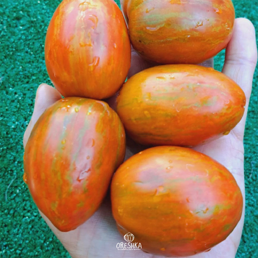 Seeds of Tomato Dwarf Audrey's Love (solanum lycopersicum) — 10 pcs