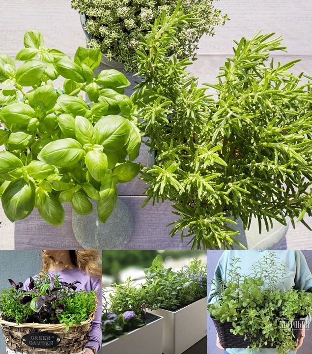 НАБОР КАШПО С ЦВЕТАМИ "ПРЯНЫЕ ТРАВЫ"