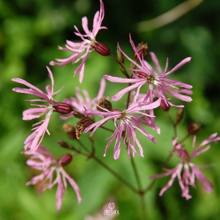 Seeds of Ragged Robin (Silene flos-cuculi) — 30 pcs