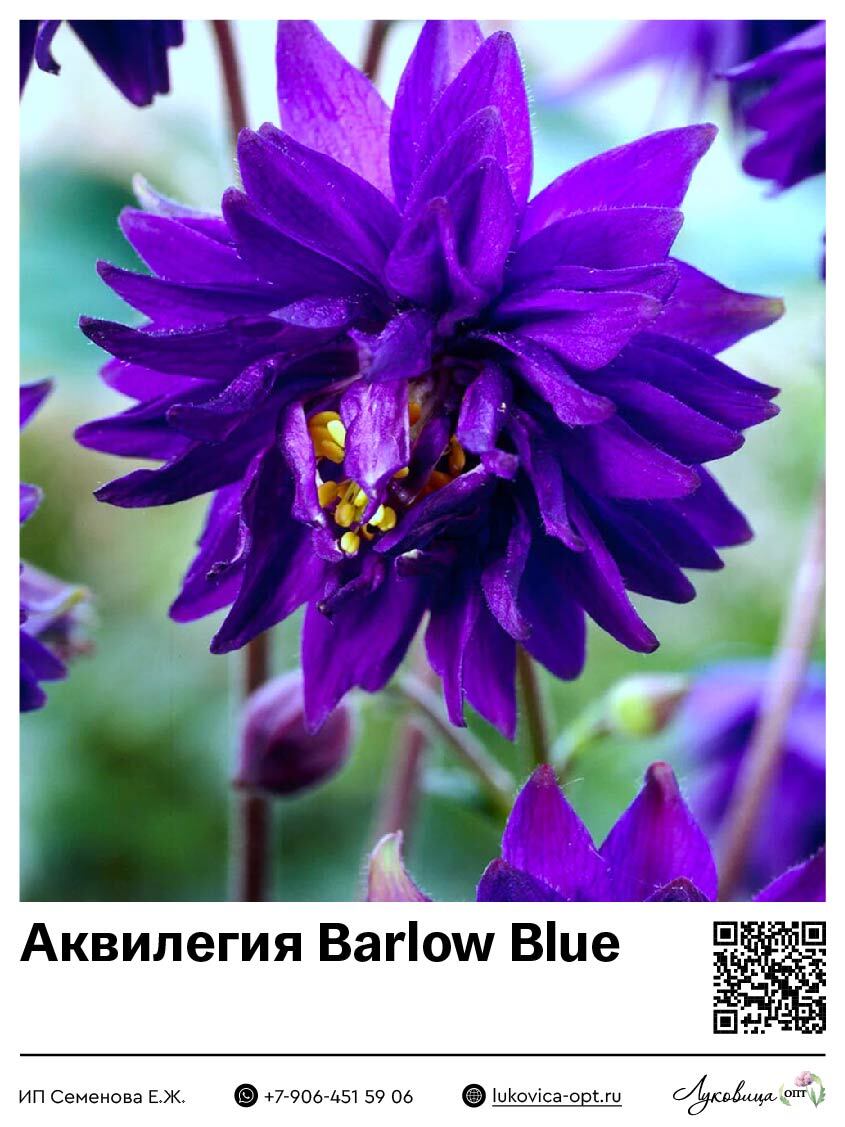 Аквилегия Barlow Blue 1 шт