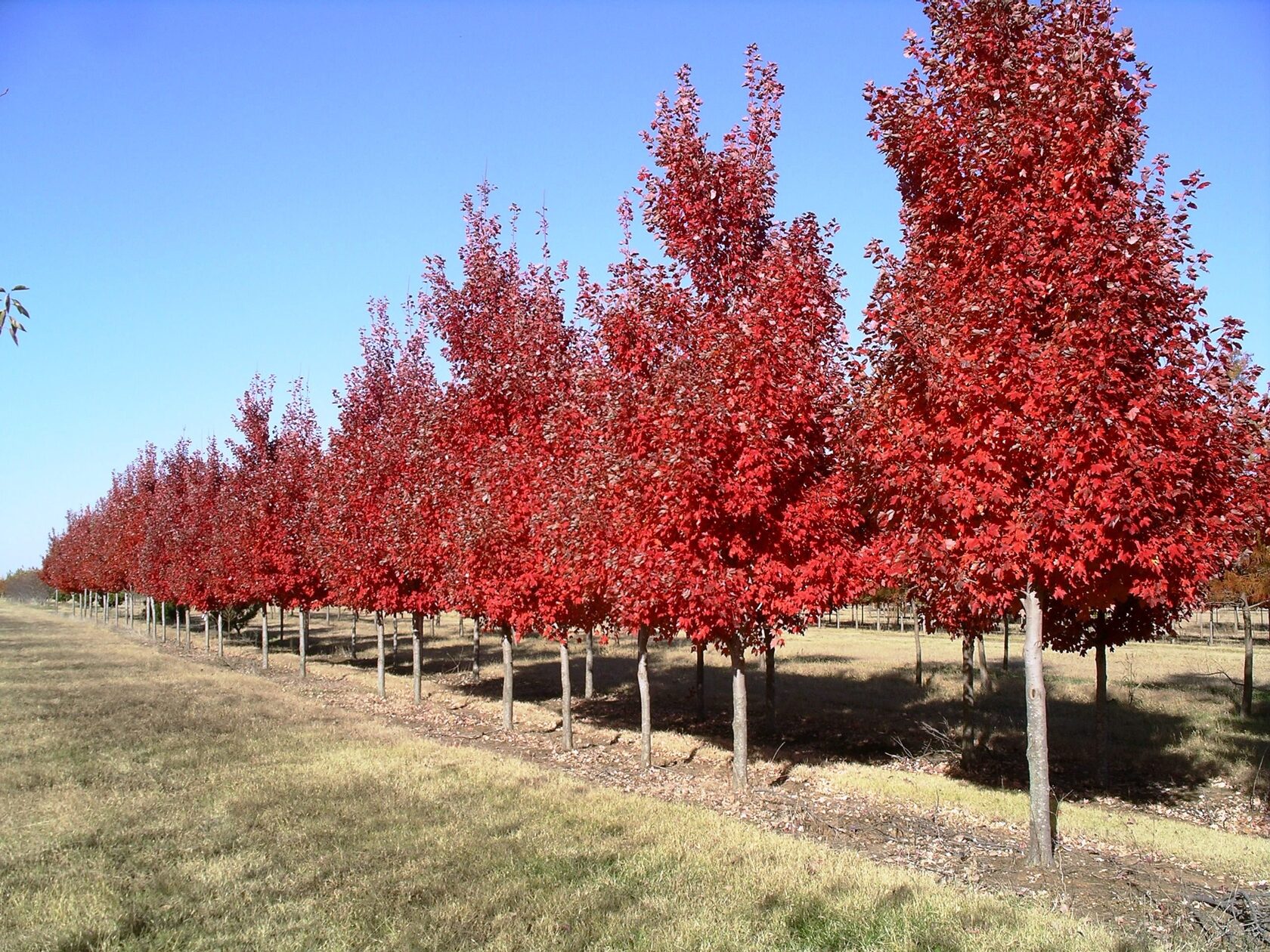 Red klen ул космонавтов 29 фото