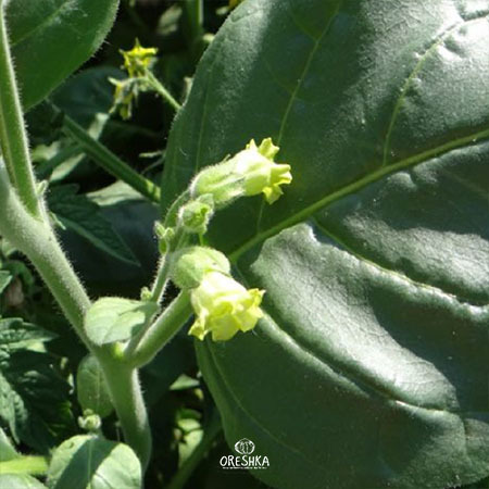 Seeds of Shag Hopi (Nicotiana tabacum) — 300 pcs