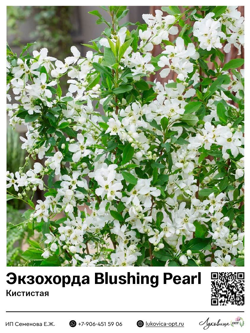 Экзохорда кистистая Blushing Pearl (Блашинг Перл)