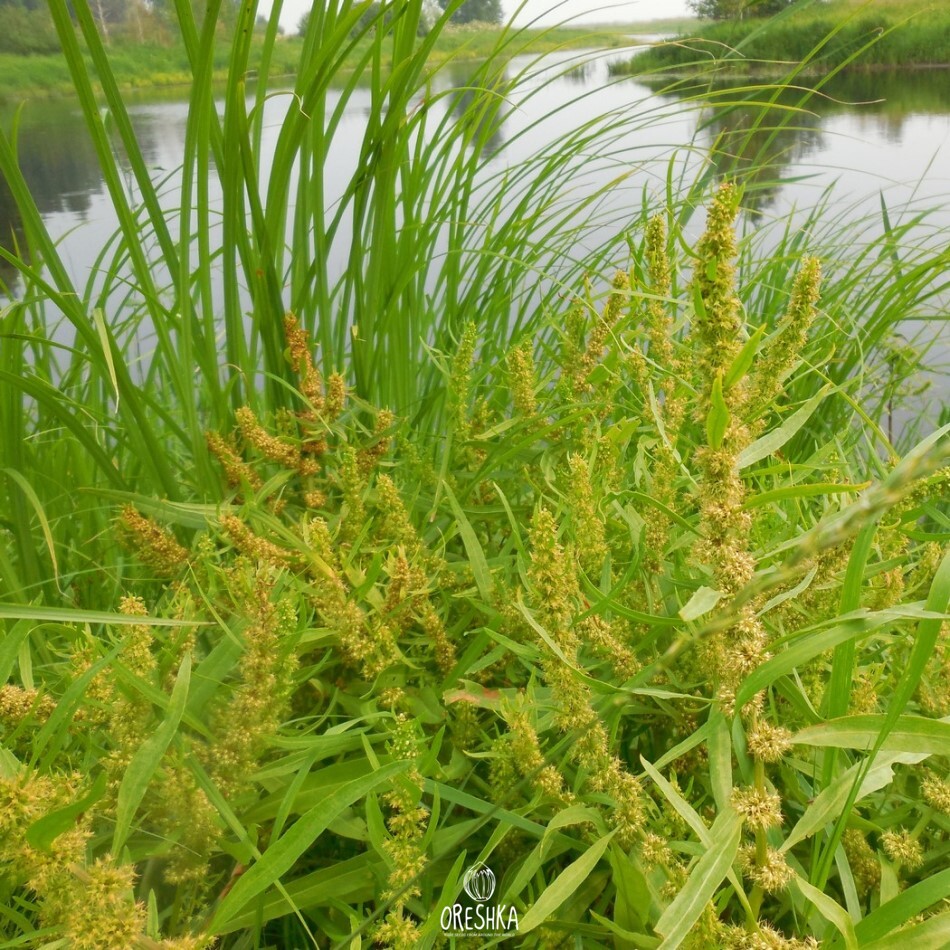 Seeds of Sea sorrel — 50 pcs