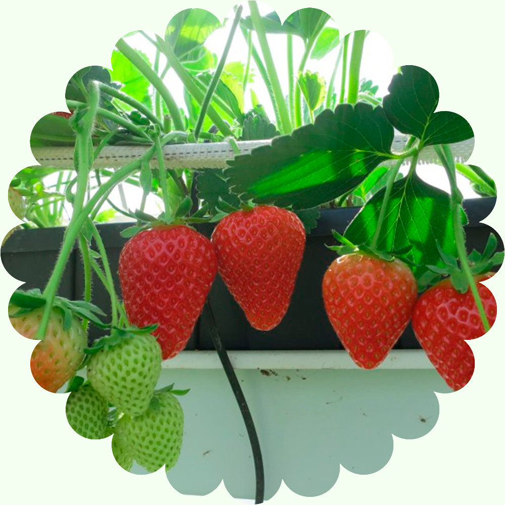 Ремонтантная Клубника Приз (10 шт/уп)