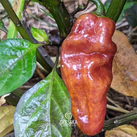 Seeds of Hot pepper Pimenta puma (Capsicum) — 5 pcs