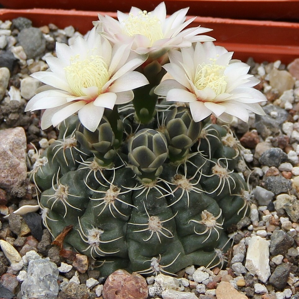 Seeds of Cactus Gymnocalycium amerhauseri v. altagraciense GN 1054  (Gymnocalycium amerhauseri v. altagraciense GN 1054)  10 pcs