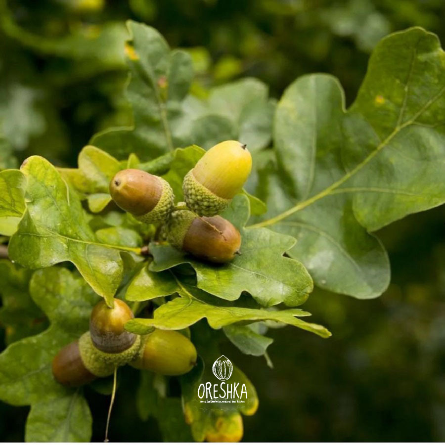 Quercus robur English oak acorns long peduncle stalk fresh Siberian provenance