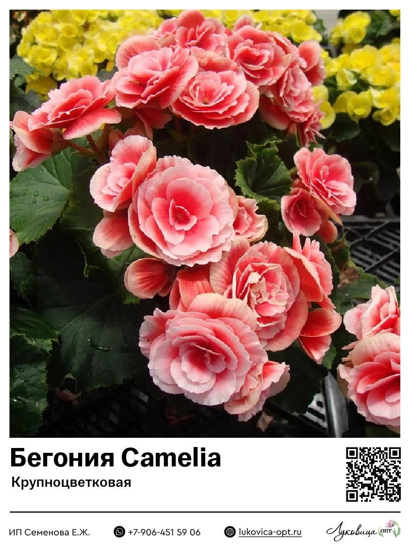 Бегония Camelia (Крупноцветковая)