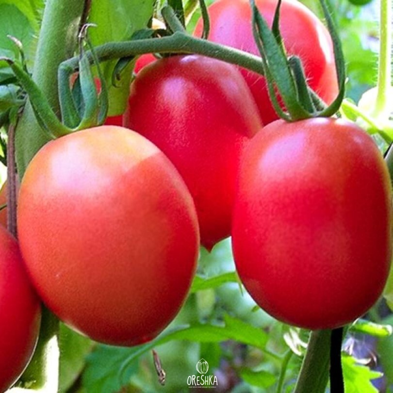 Seeds of Tomato De-barao royal (solanum lycopersicum) — 10 pcs