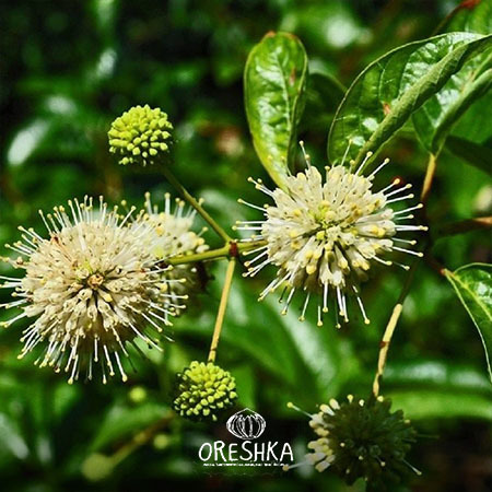 Seeds of Western Flowerhead (Cephalanthus) — 20 pcs