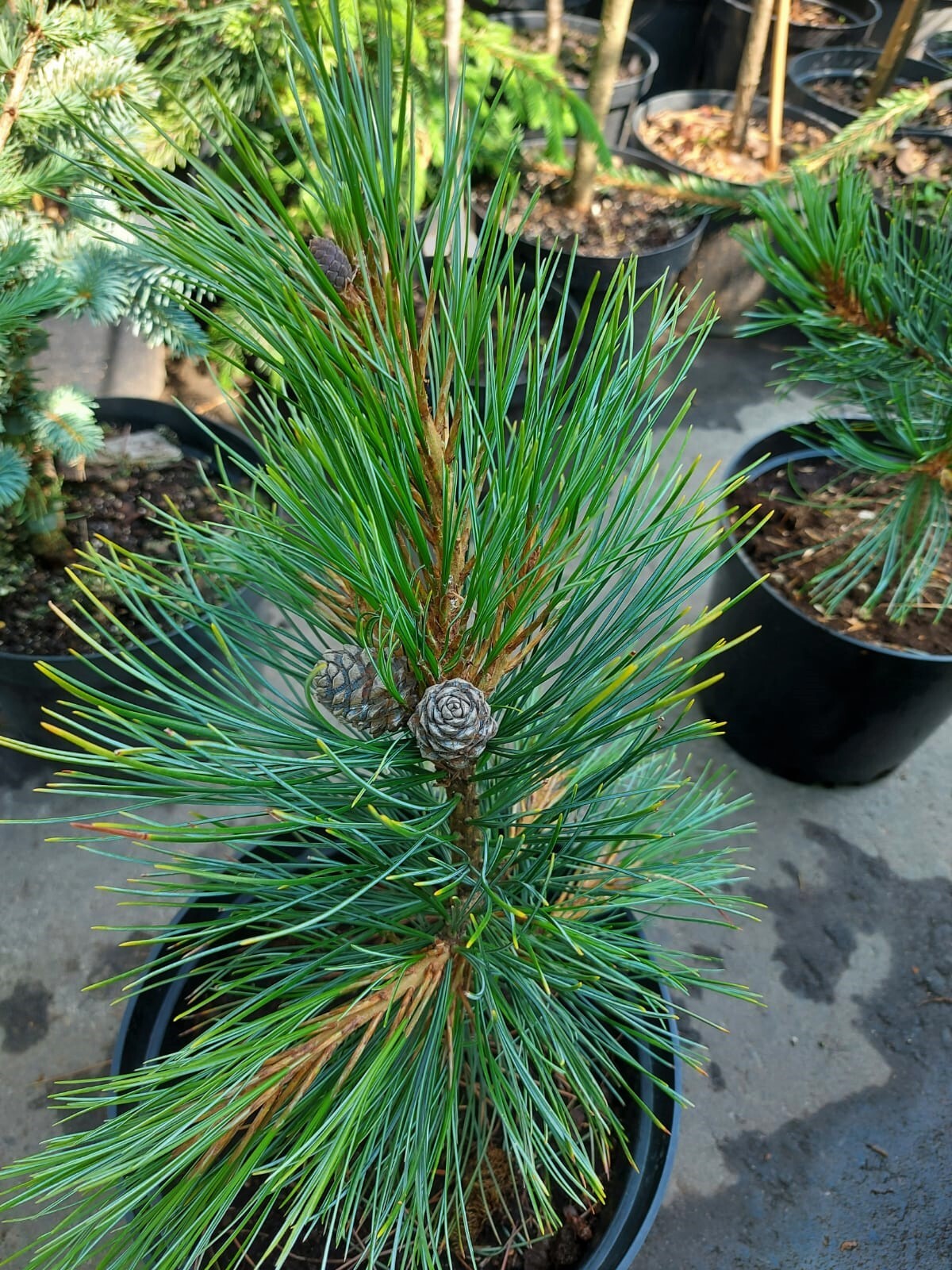 Сосна кедровая Ауреовариегата (Pinus cembra Aureovariegata)