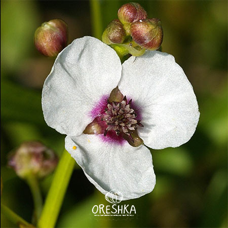 Seeds of Arrowhead (Sagittaria) — 20 pcs