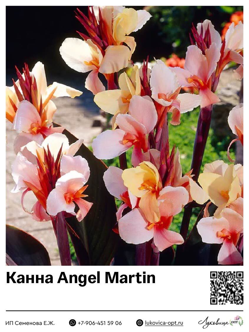 Канна Angel Martin (Коричневолистная)