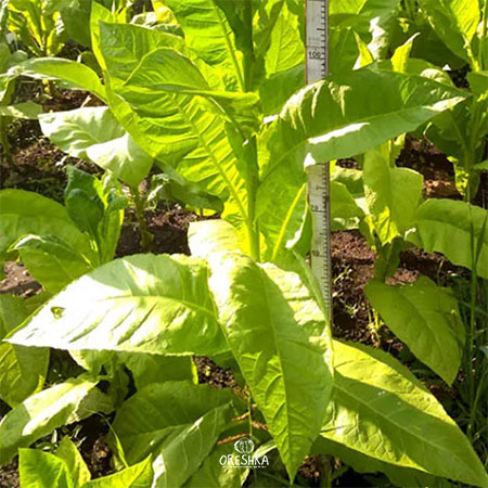 olor tobacco Dominican Ligero, 1 lb Olor Tobacco - Victory Seed
