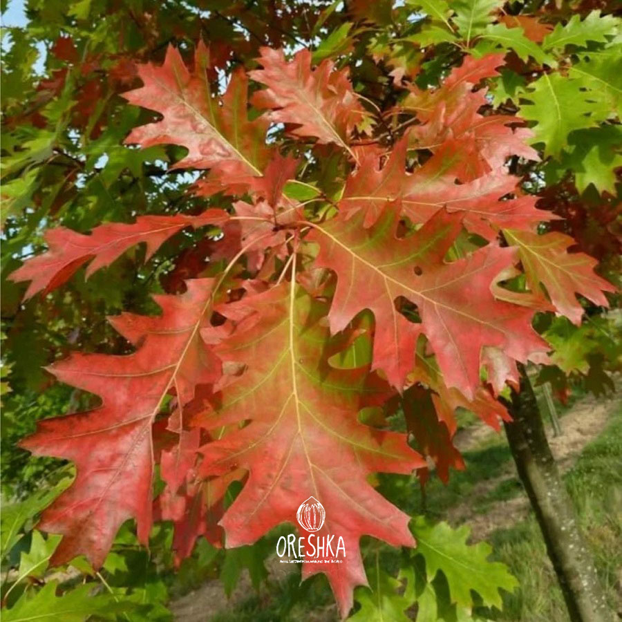 Quercus rubra seedling first leaves young plant spring