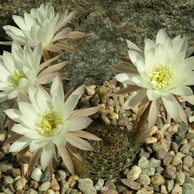 Seeds of Cactus Echinopsis ancistrophora TB 0418.1 (Echinopsis ancistrophora TB 0418.1) — 10 pcs