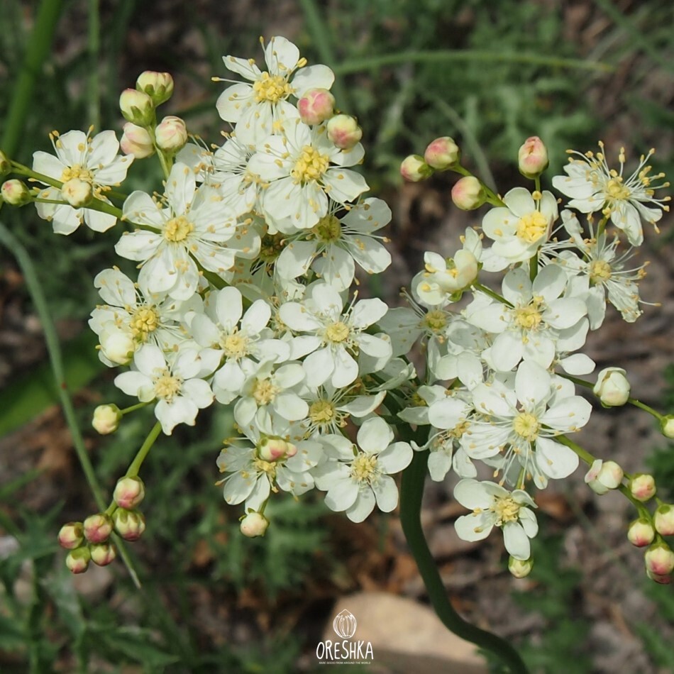 Seeds of Labaznik shestilepestny — 40 pcs