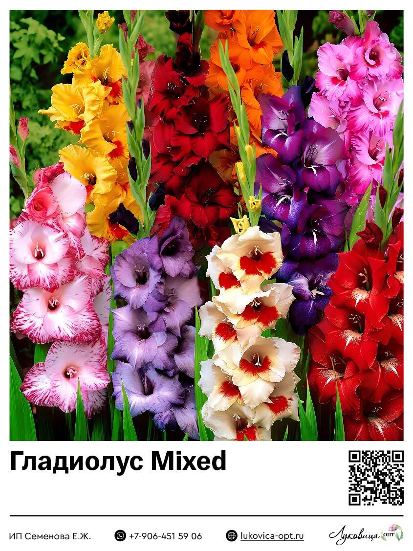 Гладиолус Mixed 5 шт