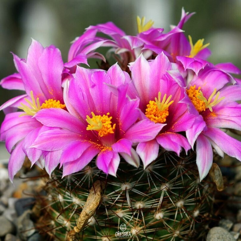 Seeds of Cactus Bartschella schumannii (Bartschella schumannii) — 10 pcs