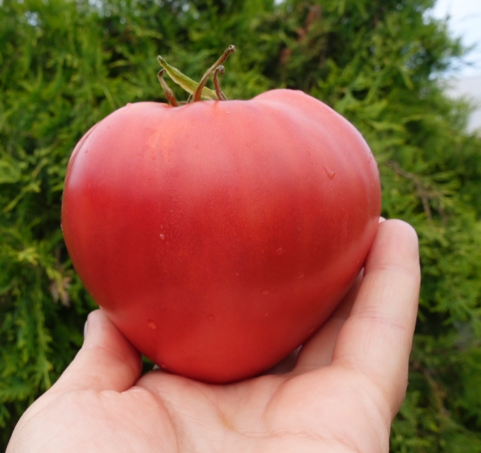 купить семена томата ЯША ЮГОСЛАВСКИЙ