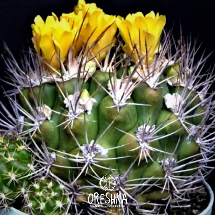 Seeds of Cactus Weingartia longigibba KK-867 (Weingartia longigibba KK-867) — 10 pcs