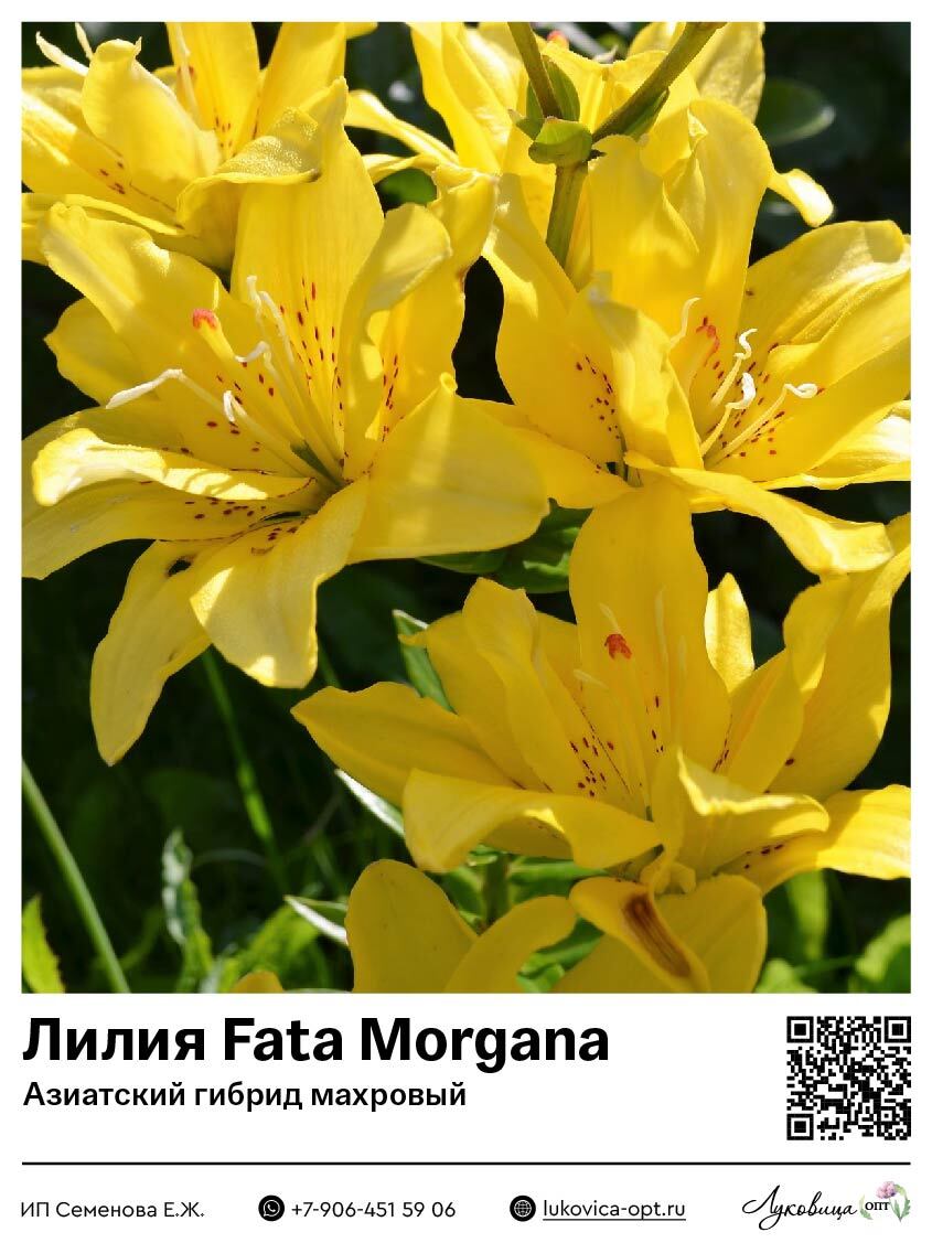 Лилия Fata Morgana (Азиатский гибрид, махровый)