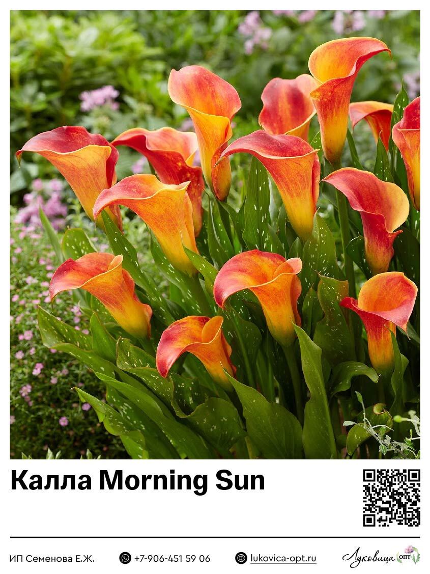 Калла Morning Sun