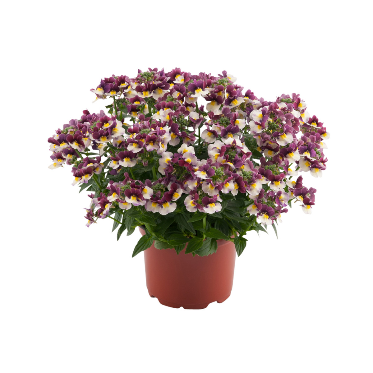 Семена Немезии Купить В Спб