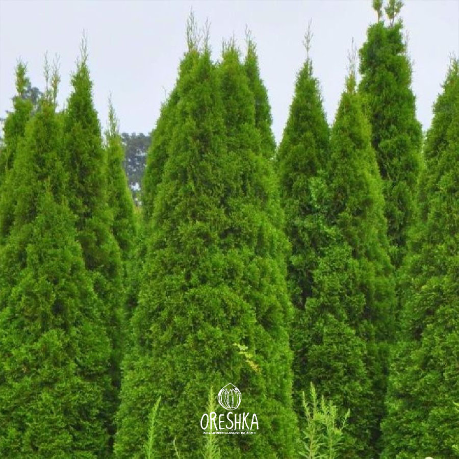 Seeds of Thuja occidentalis compacta — 50 pcs