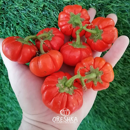 Seeds of Ethiopian red ribbed eggplant (Solanum aethiopicum) — 5 pcs