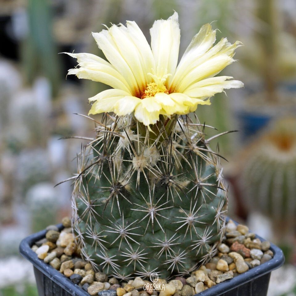 Seeds of Cactus Coryphantha obscura SB 714 (Coryphantha obscura SB 714) — 10 pcs