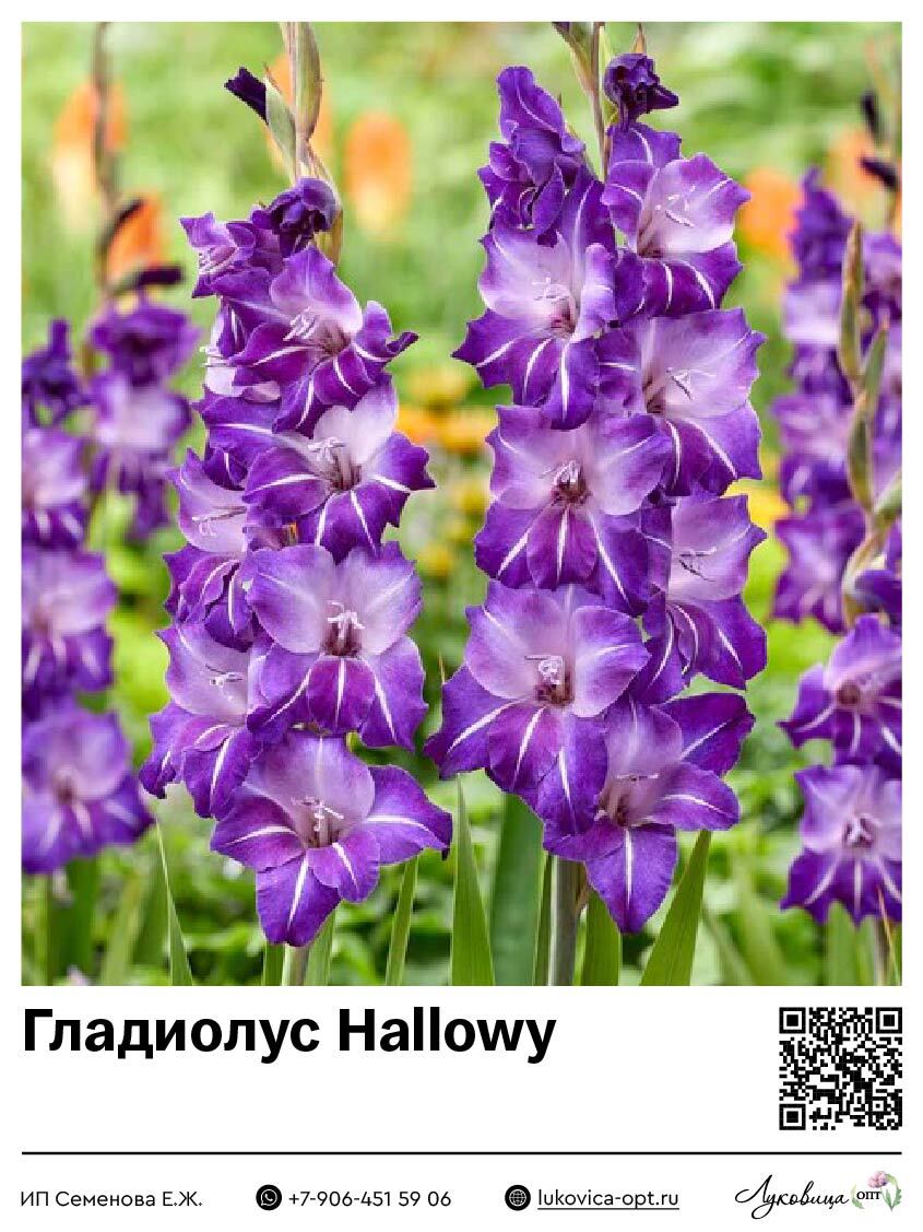Гладиолус Hallowy 5 шт