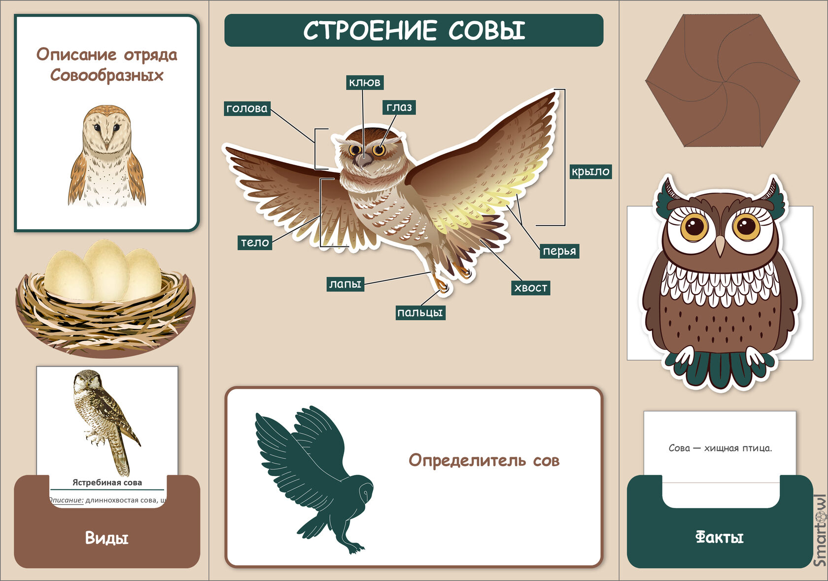 Лэпбук Совы про птиц для дошкольников и школьников — купить на сайте  SmartOwl