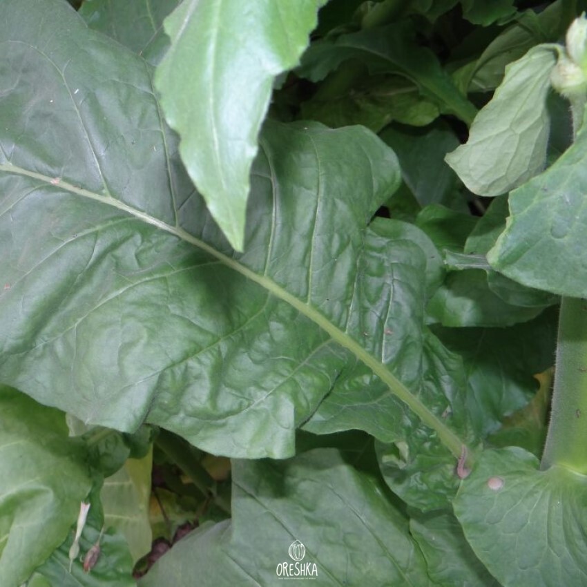 Seeds of Tobacco Mostrenco (Nicotiana tabacum) — 300 pcs