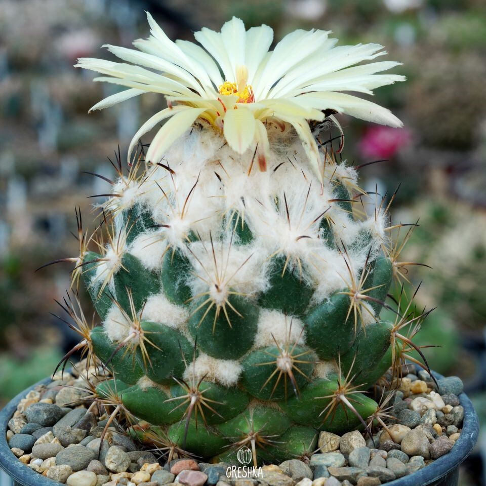 Seeds of Cactus Coryphantha calipensis SB 1390 (Coryphantha calipensis SB 1390) — 10 pcs