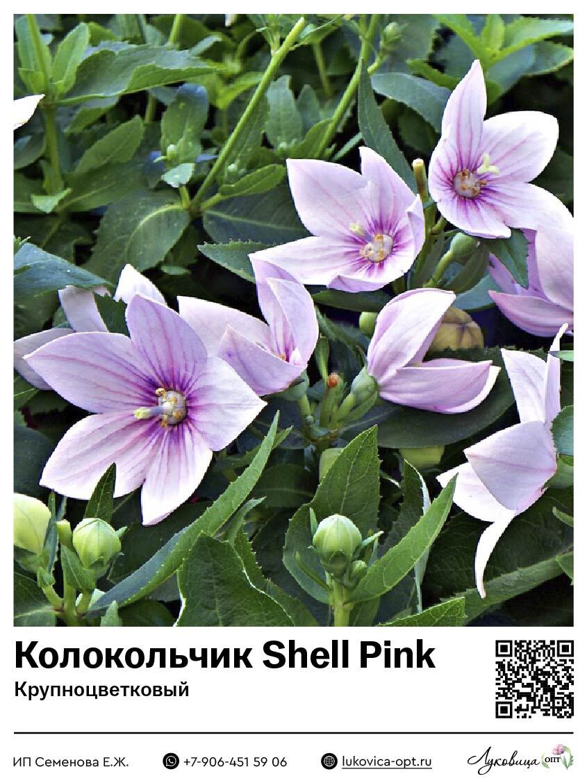 Колокольчик Shell Pink (Крупноцветковый) 2 шт