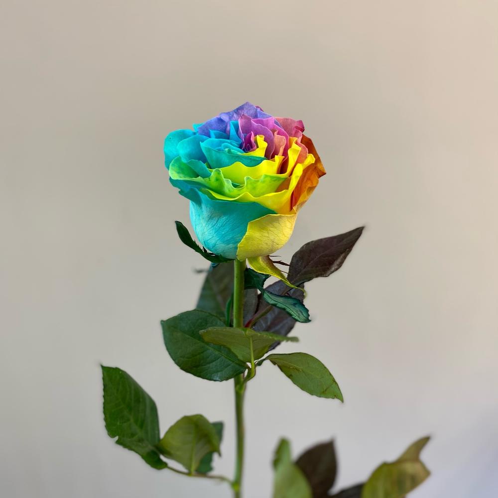 Купить розы поштучно недорого. Радужные розы. Радужные розы Геншин. Радужные розы из ленты.