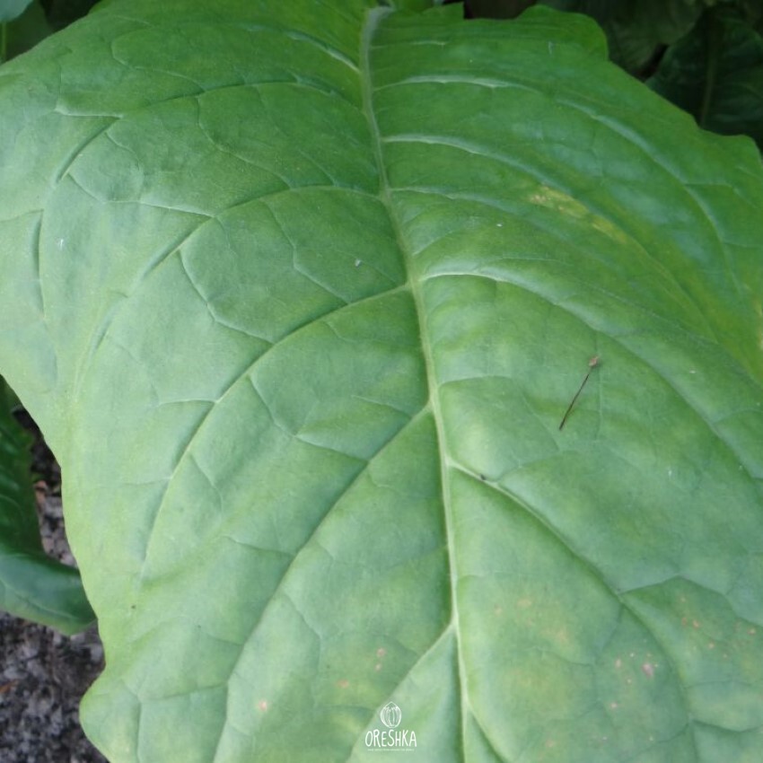 Seeds of Tobacco golden seal burley (Nicotiana tabacum) — 300 pcs