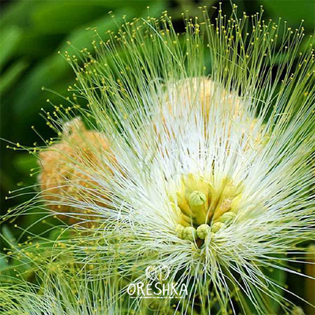 Seeds of Albizia lebbeck (Albizia lebbeck) — 15 pcs