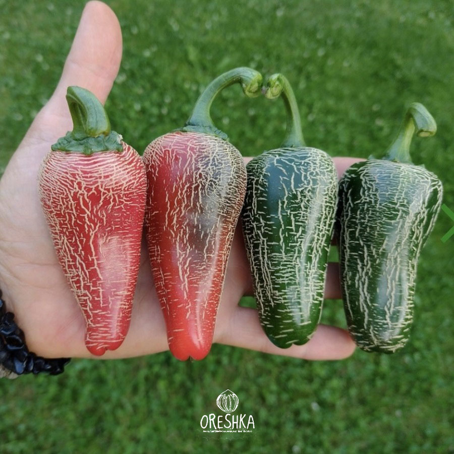 Seeds of Hot pepper Jalapeno Tajin (Capsicum) — 5 pcs